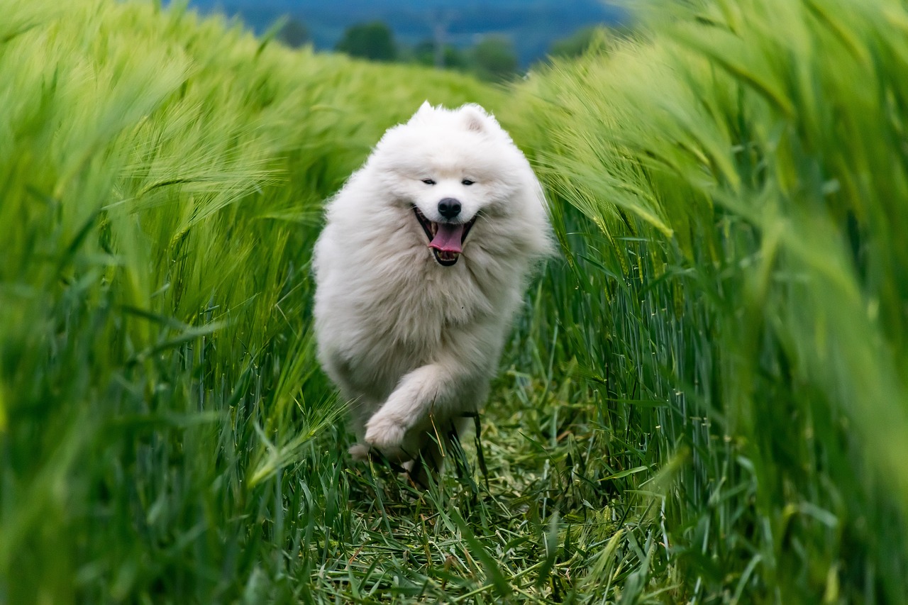 How to Keep Your Pet Hydrated on the Road